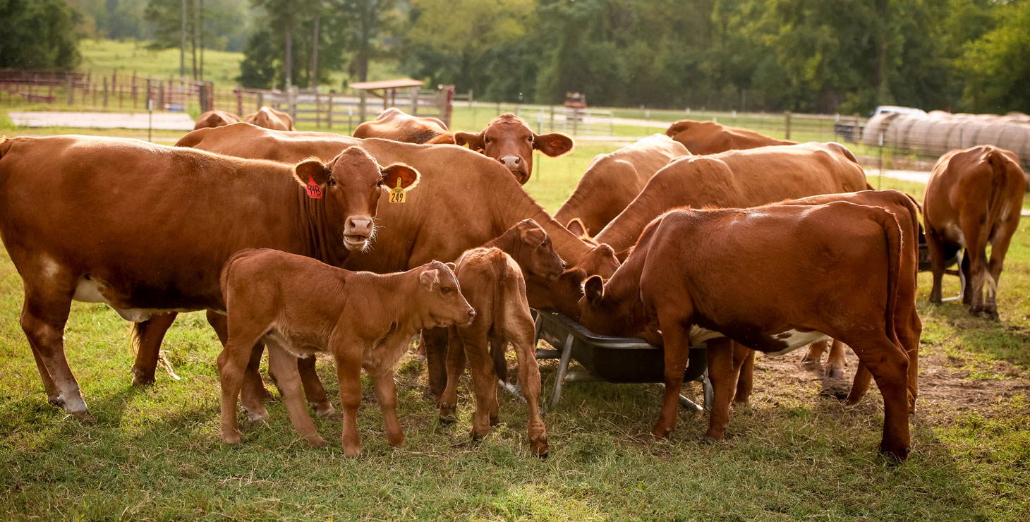 A herd of red cattle in a green pasture, eating. 